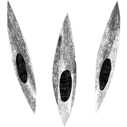 Ovoshi